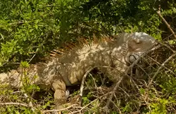 Игуаны на острове Пинель, фото 28