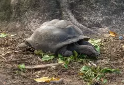 Сейшельская черепаха на ферме Юнион Эстейт