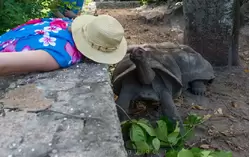 Сейшельскую черепаху можно погладить на ферме Юнион Эстейт