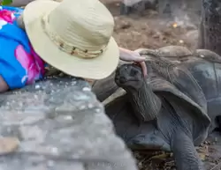 Сейшельскую черепаху можно погладить на ферме Юнион Эстейт