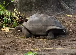 Сейшельская черепаха на острове Ла-Диг