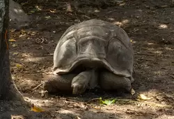 Сейшельская черепаха на острове Ла-Диг