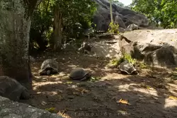Сейшельские черепахи на острове Ла-Диг