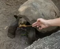 Черепахи с удовольствием едят сухие листья