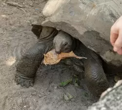 Черепахи с удовольствием едят сухие листья