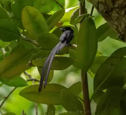 Сейшельская райская мухоловка (самец)