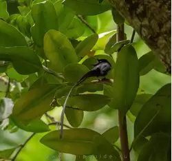 Сейшельская райская мухоловка (самец)