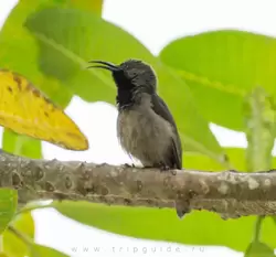 Сейшельская нектарница (Seychelles sunbird)