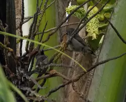 Сейшельская нектарница (Seychelles sunbird) — ссора двух птиц