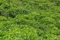Чайная плантация на Сейшелах