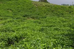 Чайная плантация на Сейшелах