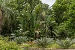 Ботанический сад на острове Маэ на Сейшелах, фото 2