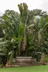 Ботанический сад на острове Маэ на Сейшелах, фото 3