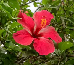 Ботанический сад на острове Маэ на Сейшелах, фото 4