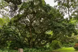Ботанический сад на острове Маэ на Сейшелах, фото 5