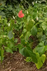 Ботанический сад на острове Маэ на Сейшелах, фото 7