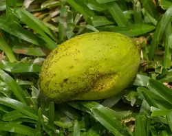 Плод манго обыкновенного (Mangifera indica)