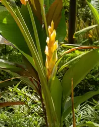 Ботанический сад на острове Маэ на Сейшелах, фото 11
