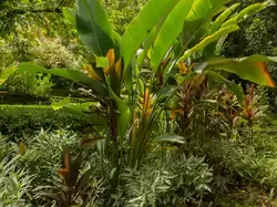 Ботанический сад на острове Маэ на Сейшелах, фото 12
