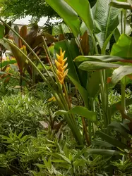 Ботанический сад на острове Маэ на Сейшелах, фото 13