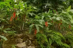 Ботанический сад на острове Маэ на Сейшелах, фото 14