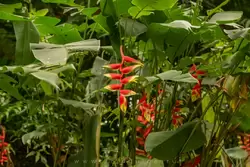 Ботанический сад на острове Маэ на Сейшелах, фото 15