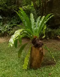 Ботанический сад на острове Маэ на Сейшелах, фото 18