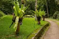 Ботанический сад на острове Маэ на Сейшелах, фото 19