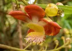 Ботанический сад на острове Маэ на Сейшелах, фото 23
