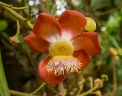 Ботанический сад на острове Маэ на Сейшелах, фото 24