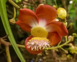 Ботанический сад на острове Маэ на Сейшелах, фото 25
