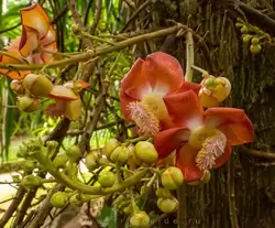 Ботанический сад на острове Маэ на Сейшелах, фото 27