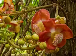 Ботанический сад на острове Маэ на Сейшелах, фото 28