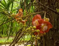 Ботанический сад на острове Маэ на Сейшелах, фото 29