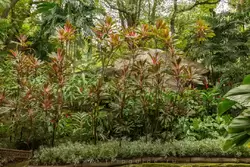 Ботанический сад на острове Маэ на Сейшелах, фото 30