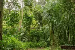 Ботанический сад на острове Маэ на Сейшелах, фото 37