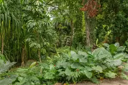 Ботанический сад на острове Маэ на Сейшелах, фото 38