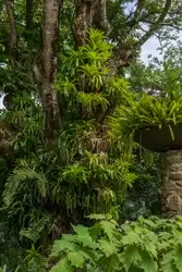 Ботанический сад на острове Маэ на Сейшелах, фото 47