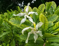 Ботанический сад на острове Маэ на Сейшелах, фото 58