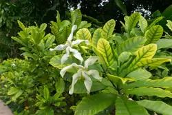 Ботанический сад на острове Маэ на Сейшелах, фото 59
