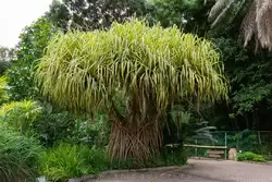 Ботанический сад на острове Маэ на Сейшелах, фото 60