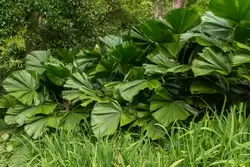 Ботанический сад на острове Маэ на Сейшелах, фото 63