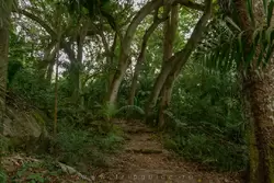 Ботанический сад на острове Маэ на Сейшелах, фото 68