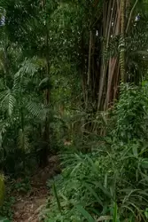 Ботанический сад на острове Маэ на Сейшелах, фото 73