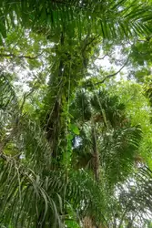 Ботанический сад на острове Маэ на Сейшелах, фото 75
