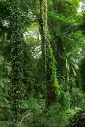 Ботанический сад на острове Маэ на Сейшелах, фото 77