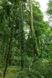 Ботанический сад на острове Маэ на Сейшелах, фото 78