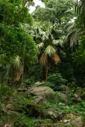 Ботанический сад на острове Маэ на Сейшелах, фото 79