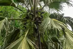 Ботанический сад на острове Маэ на Сейшелах, фото 83