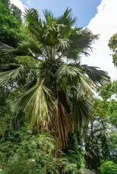 Ботанический сад на острове Маэ на Сейшелах, фото 84